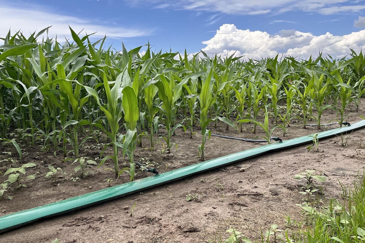 Condotta principale di un impianto di subirrigazione Irritec su mais